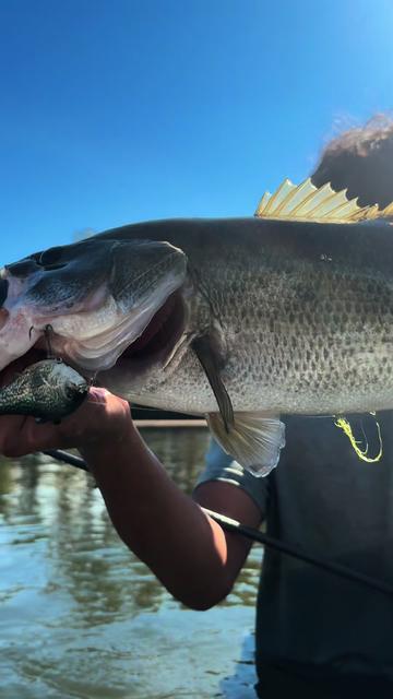 @Swimbait_noah