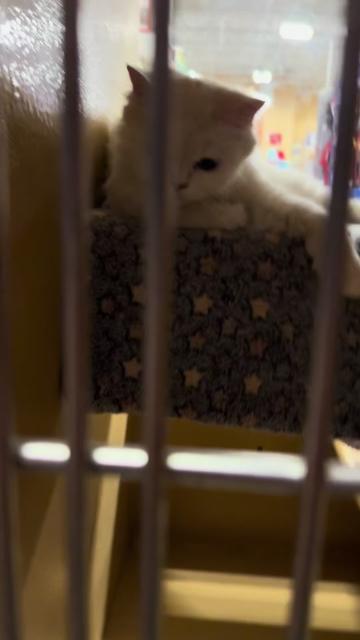 @Fancy Cats Rescue Team