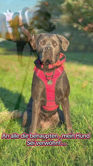 @Cane Corso Ayra 🐾