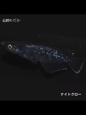 @gmmedaka.niigata