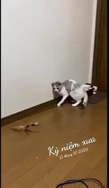@JBN CATS