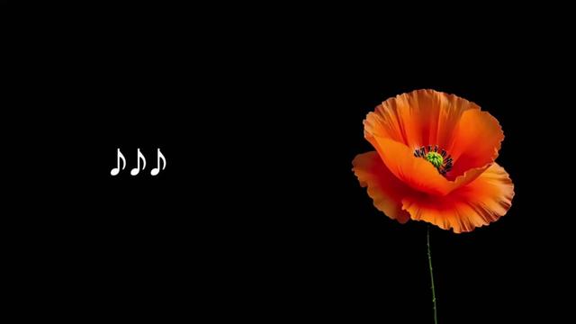 @𝐋𝐲𝐧𝐱.