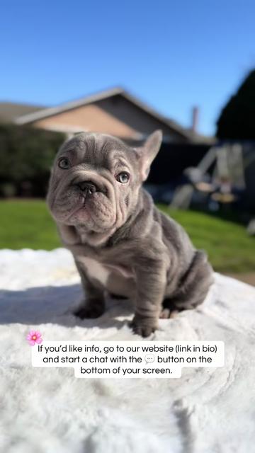 @TheFrenchieShop
