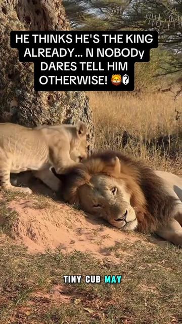 @KJ@LoveAnimalsEpicNature