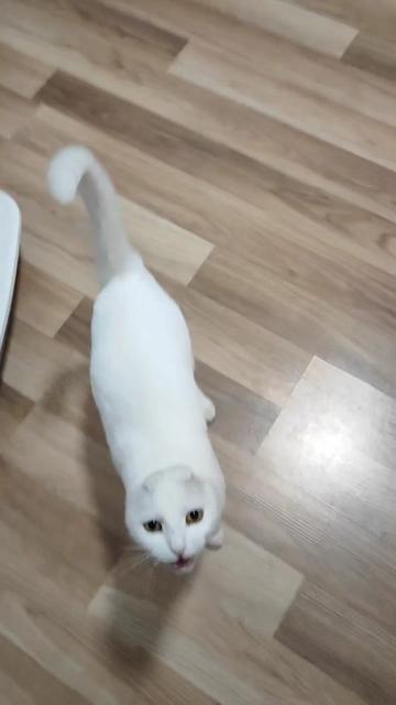 @Fluffy and Pixie