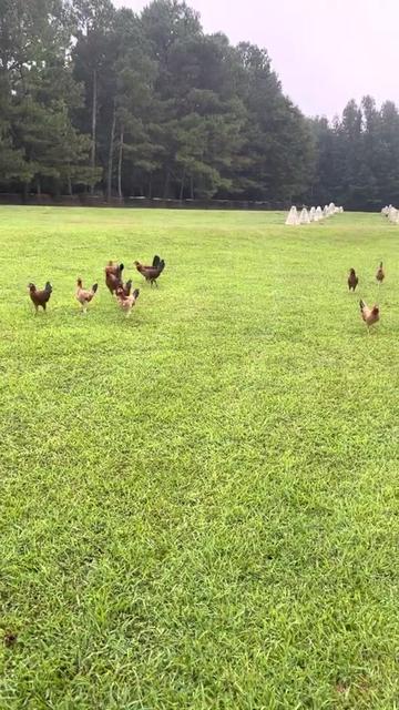 @Carol Nesmith Blackwater Farm