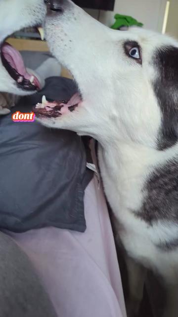 @Freya & Kuma