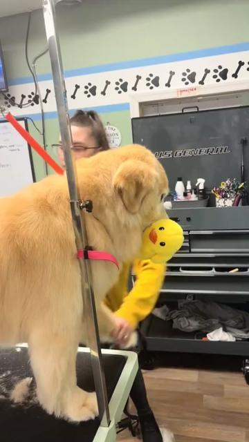 @DogGrooming101