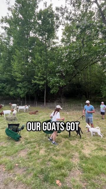 @amazingrazinggoats