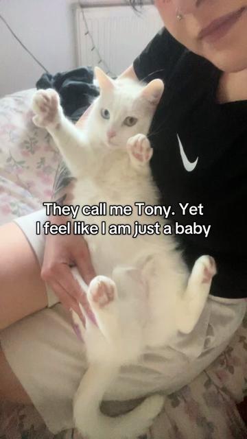 @TheFancyCatsWorld