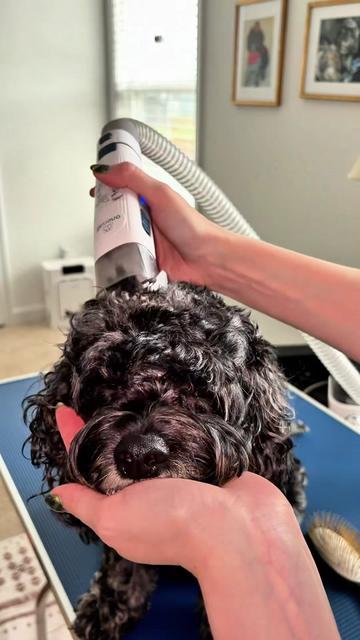 @Archie The Bernedoodle