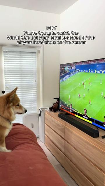 @apollothecorgimute