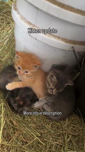 @Pets Mania