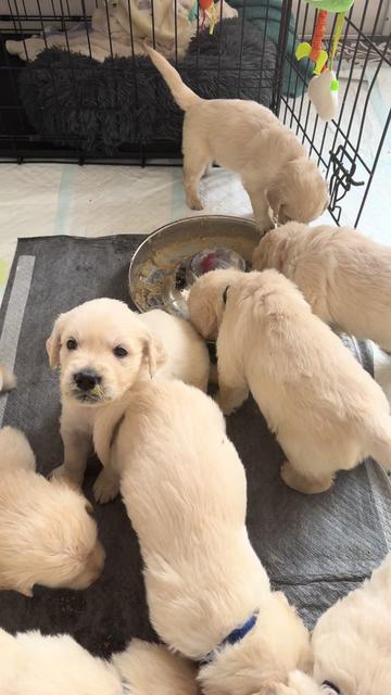 @Ateam Goldens