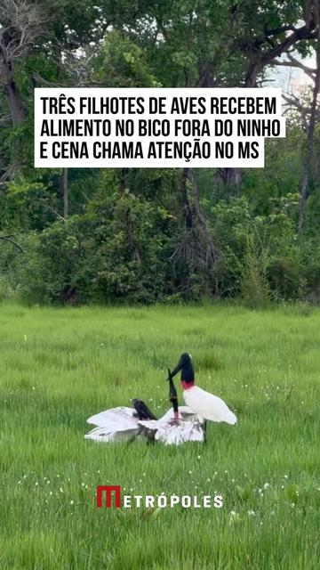 @Metrópoles Oficial