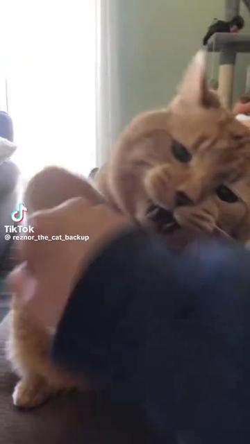 @Reznor_the_cat🪽