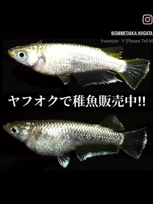 @gmmedaka.niigata