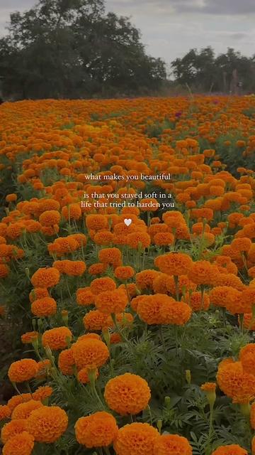 @Soft Life Girlies