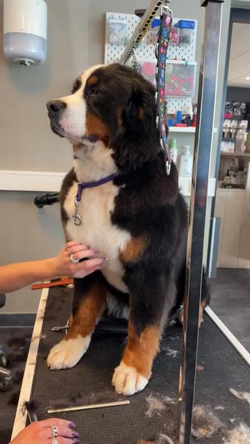 @DogGrooming101