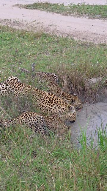 @Thornybush