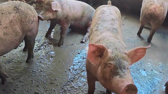 @Piggy Homes🐷