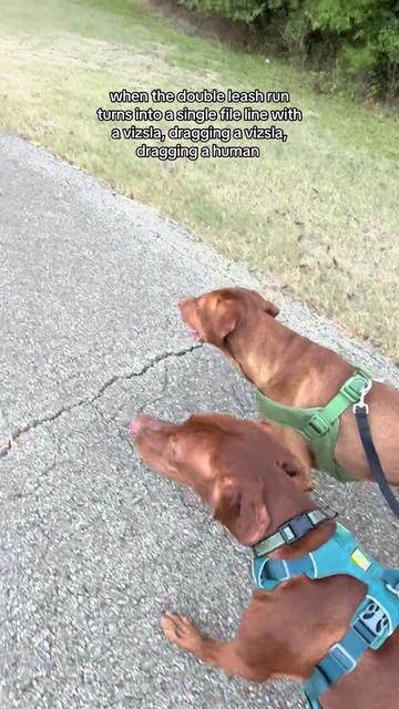 @Tycho the vizsla