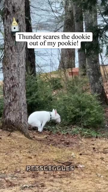 @Pets Giggles