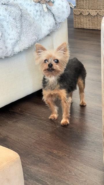 @My_4_Yorkies