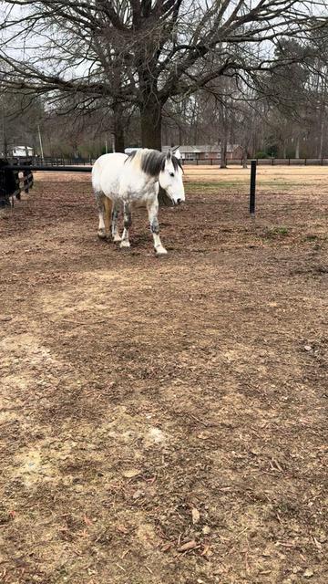 @southerncharmcarriages