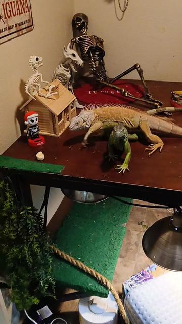 @Jimmy4 🦖