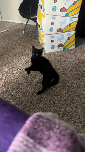 @Cat