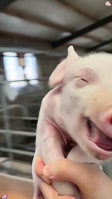 @funnyanimalvideo99