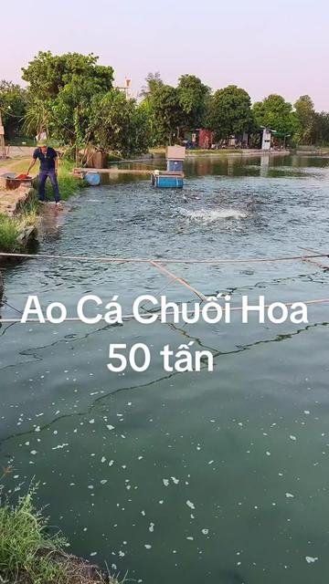 @Cá Chuối Hoa