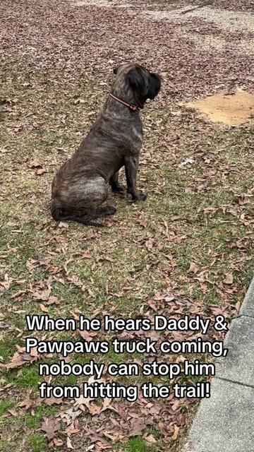 @HULK the mastiff