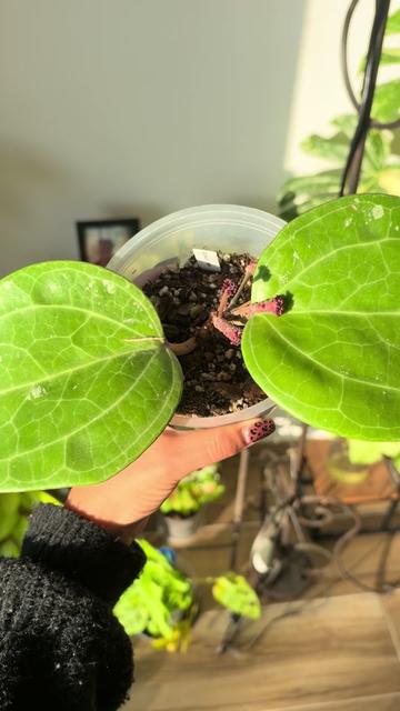 @Ana Rita Costa 🇵🇹