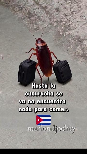 @🇨🇺Magalys Arrojo🇺🇲