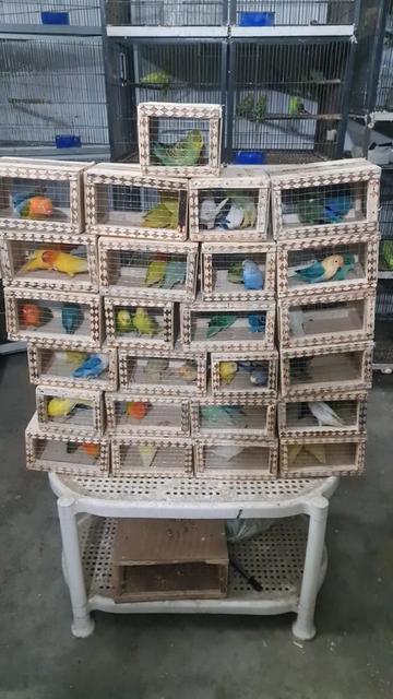 @ROYAL BIRD US