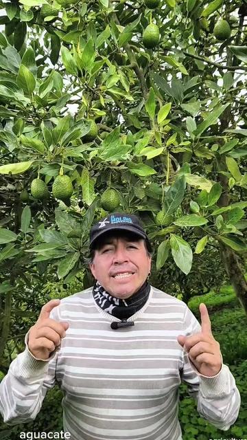 @tour del aguacate