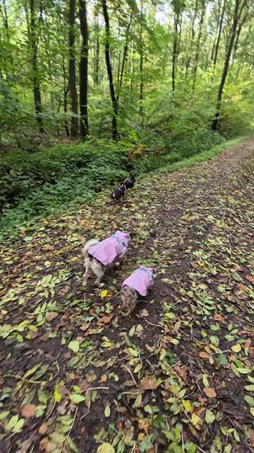 @SabrinaTeamWuffhaus🐕