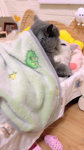 @The Kitten Council 😻😻