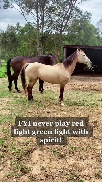 @Horses TikTok