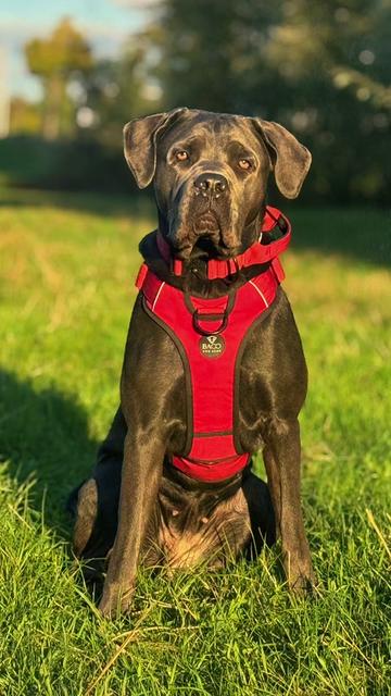 @Cane Corso Ayra 🐾