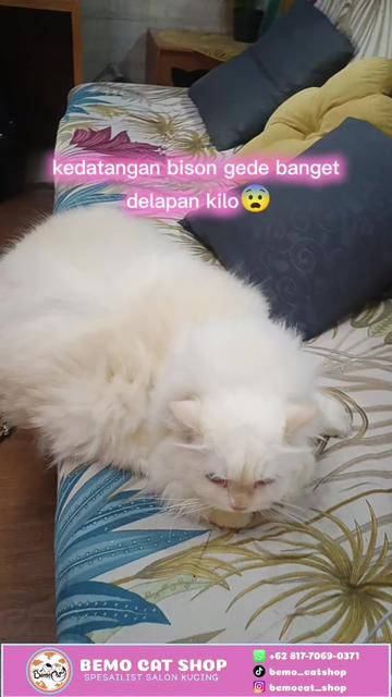 @Bemo Catshop
