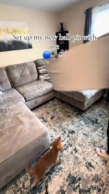 @Sage | Mini Golden Retriever