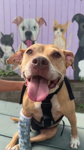 @sftsanimalrescue