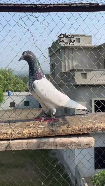 @AJK/✌️مرشد22