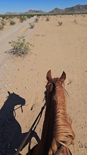 @🐎🐴picture perfect🐴🐎
