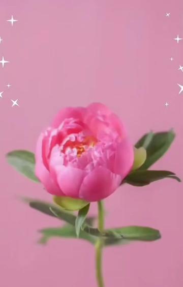 @yaanikm03
