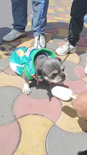 @Doggy Cream