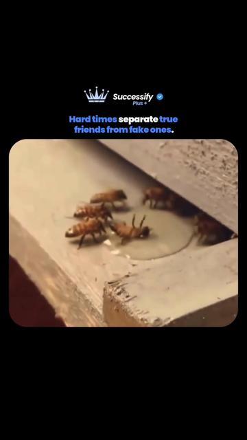 @SuccessifyPlus
